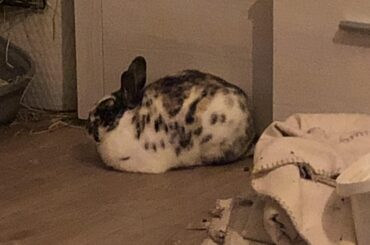 Has there ever been a thicker loaf?