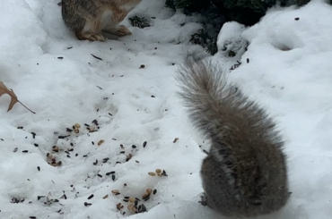 Follow up - bun stands to defend peanuts 🥜