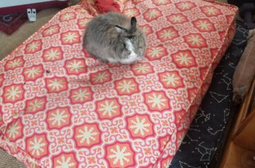 I have a malamute and German wire haired pointer as brother and sister. I steal their dog beds for myself