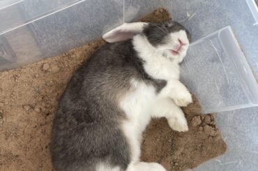 After digging her own grave, she flopped in it 👼🐰