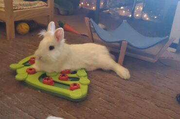 why play with it, when I can lay on it?