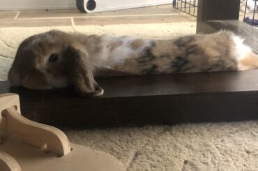 If a noodle uses a chin rest, does it still count? Emmitt thinks so.