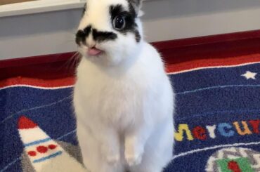 Please vote this cutie of mine from the link in message below 🥰