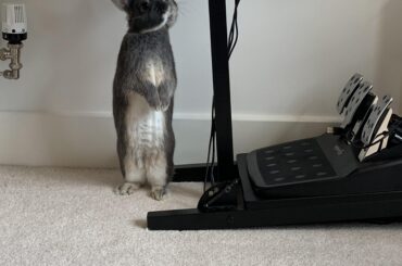 Intrigued by daddy’s new gaming wheel