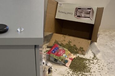 Owner heard a loud commotion and walked in on this... (x-post r/Rabbits)