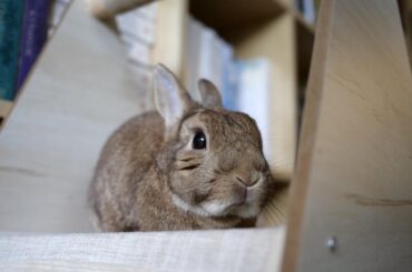 It’s my Reddit cake-day today! But instead of cake I thought I’d share a couple of my favourites loaves! 🥳