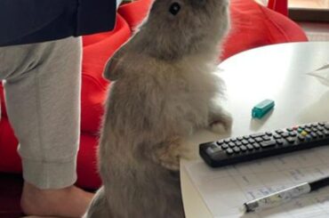 don't worry bean got his treats