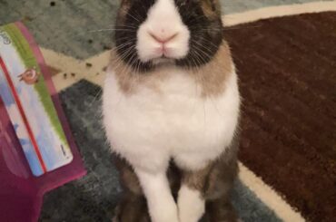 Hi, my name is Hazel and I’m the boss here!