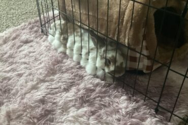 why does he look comfy tho