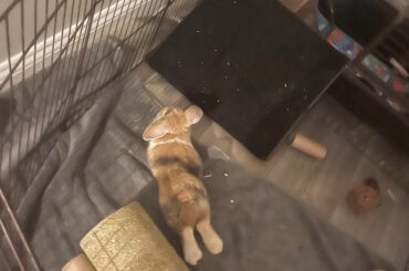 My ten week old baby doesn’t make a very long noodle