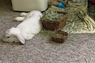 My boy Blue shamelessly tosses his hay basket around, makes a big mess, waits for me to clean, and then repeats.