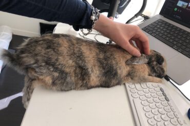 Ergonomic mouse