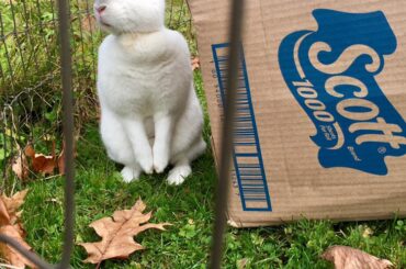 🐇 Ruby at half mast ❤️