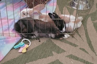 She just flopped like this and is fast asleep. Pls explain how you are that comfortable.