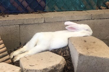 Delilah, a lengthy lady