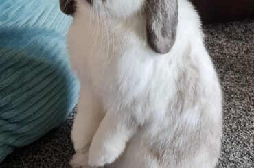 Some head pat's please sir