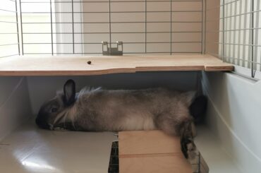 Side leg noodle (he's actual name is noodle)