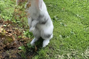 Sniff sniff. Here is my little baby Oreo