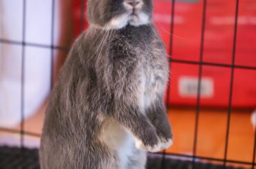 This is Lilo and she stands on 2 legs more often than all 4