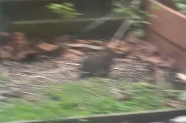 Can it get any cuter?