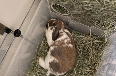 Prime snoozin spot right there