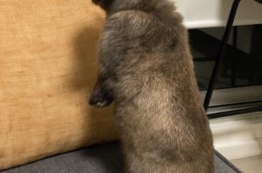 Benedict stands up a lot