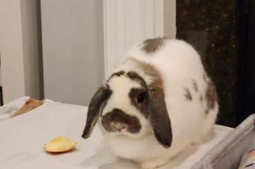 Mmm... Apple Loaf