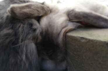 Must sleep between husbun and a brick.