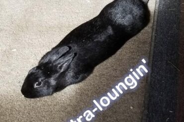 Important snap I got while at work. We’ve been calling it a “lounge alert”