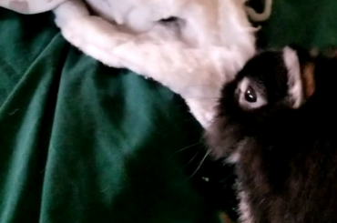 destroyed an entire blanket 10x my size.