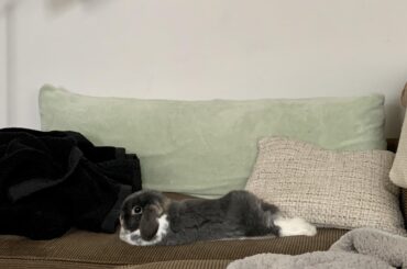 Dexter has begun hopnoodling in communal areas!!!