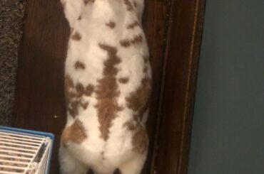 Aerial view of chonk sploot