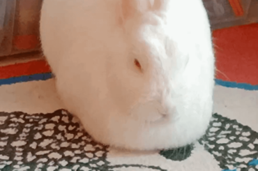 Ooohhh loaf bun community💕