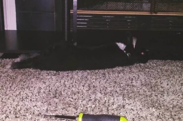 Thorn havin a big lay (skrewdriver for size)