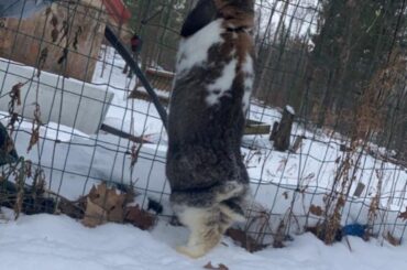 He gives very kid looking over the counter saying “mom mom I want a KitKat”