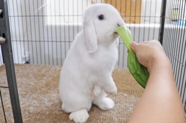 White bunny lunch-time🥰🤍