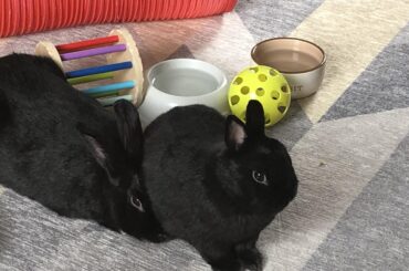This looks like a good place to plonk my fluffy butt…never mind the poor bun who was here already enjoying his nap