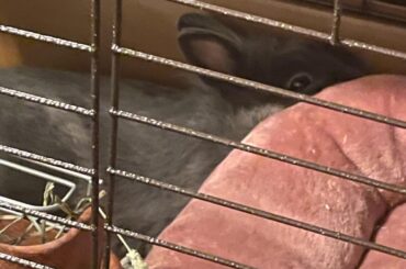 he just completely ignores his bed 😭