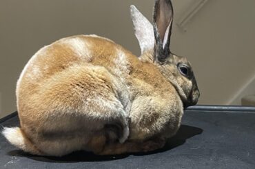 Mysterious loaf on my TV tray. Should I have it for breakfast?
