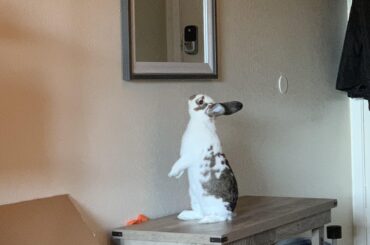 Phoebo enjoys the view from the entry bench