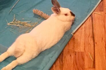 Took in this foster noodle last week! She was a stray and has a lot of aggression issues, but she’s become so sweet! This was her first full noodle!!