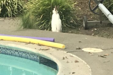 One of my buns Luna standing to eat a plant