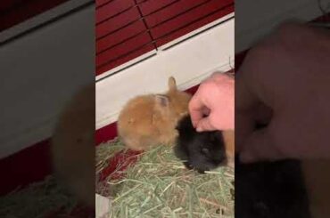 Lionhead baby kits, but shamed for pooping too much