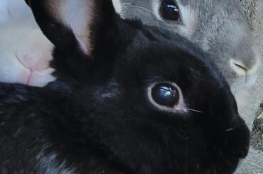Honnie, Petra, and Licorice all snuggling together!