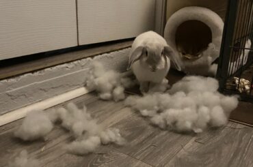 Boo is why we cant have nice things