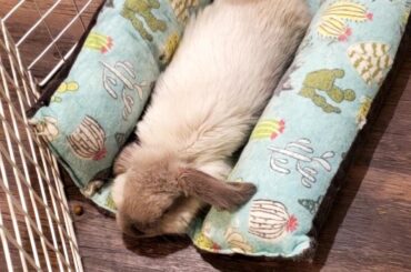 Dora, the smollest floof noodle