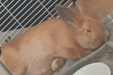 He was very comfortable with beeing cute and sometimes scaring the shit out of me. I miss him.