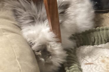 Birthday squish! 6 whole years of bunny squishiness!