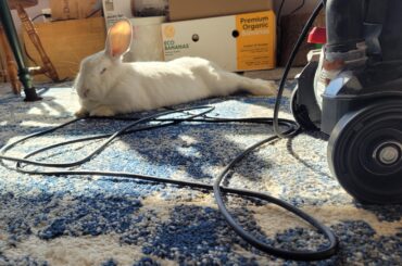 So, do you love the vacuum or hate the vacuum