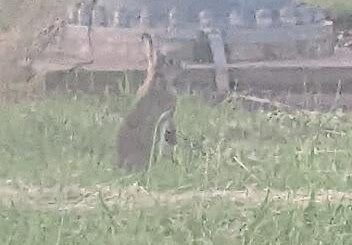 Wild Bunny Standing Up